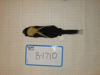 Media type: image;   Mammalogy BANGS-1710
